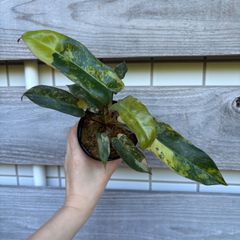 P. willinckii ' Masayu'【TC】 ビカクシダ - メルカリ