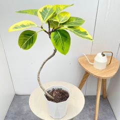 エバーフレッシュ 曲がり 6【現品】観葉植物 室内 7号 - メルカリ