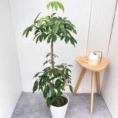 エバーフレッシュ 曲がり 6【現品】観葉植物 室内 7号 - メルカリ