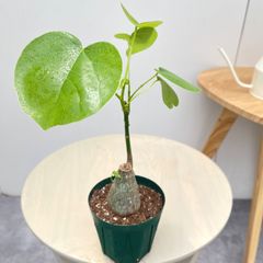 ドラセナ グリーンソング【現品】観葉植物 室内 大型 - メルカリ