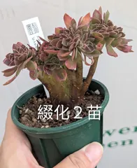 【綴化】２苗セット　アエオニウム　ピンクウィッチ錦　多肉植物　３号苗のサムネイル