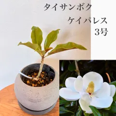 タイサンボク　ケイパレス　苗・苗木①  　★新芽出てますのサムネイル