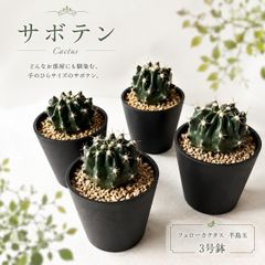 フェローカクタス 半島玉 3号鉢 観葉植物 - メルカリ