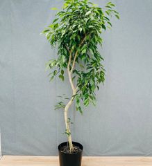 現品］【希少】32番 ユッカ ロストラータ ランチョンブルー 8号 観葉