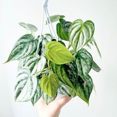 フィカス マイクロゴム 6株植え コンパクト観葉 calm cafe - メルカリ