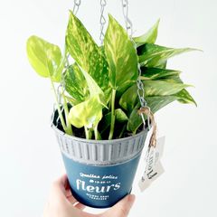フィカス マイクロゴム 6株植え コンパクト観葉 calm cafe - メルカリ
