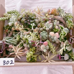 2026年最新】多肉植物の葉挿しの人気アイテム - メルカリ