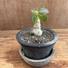 ずんぐり美株 獅子葉 アデニウム ブラックブランチ 鉢ごとメルカリ便