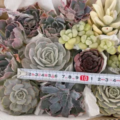 大きめ多肉植物のサムネイル