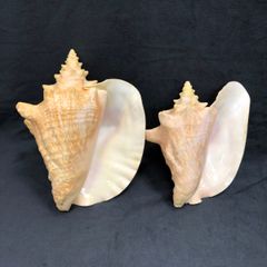 シャンク貝 天然貝殻の標本 白巻貝 5個セット スピリチュアル 幸運