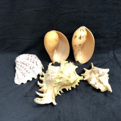 シャンク貝 天然貝殻の標本 白巻貝 5個セット スピリチュアル 幸運