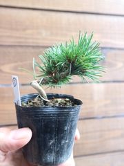 大型 グレー鉢 五葉松盆栽100年物 2代引き続き、昨年植え替え 最終お