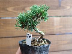 大型 グレー鉢 五葉松盆栽100年物 2代引き続き、昨年植え替え 最終お