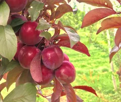 秋田県産 ハリウッド(赤すもも) 約⒉５kgのサムネイル