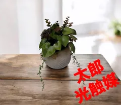 光触媒　観葉植物　ウォールグリーン　フェイクグリーン　ユーカリミックスラウンド@@のサムネイル