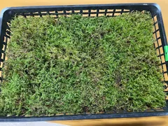 シノブゴケ、コケ、苔、 ５５×３５ｃｍ、１トレー、栃木県産（ヤマト便）〇のサムネイル
