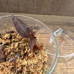 【サンプル】アネクトキルス　ロスクバーギーUSA  １株　ガラスジャーポット付き　ラン科  Orchidaceae アネクトキルス属   Anoectochilus roxburghii  ジュエルオーキッド 宝石蘭 アクアテラリウム 苔テラリウム 蘭　ランのサムネイル