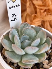 多肉植物 さくらもち つぶつぶ屋さん - メルカリ