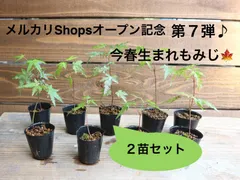 今春 京都生まれもみじ ２苗セット♫  ⭐️フォロワー様は２０%引き ※もみじはランダム 2026年京都生まれ♪   ポットのまま発送♪ イロハモミジ 山もみじのサムネイル