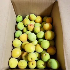 熊本地震義援金商品⑧青梅SMLサイズ無選別5キロ ◆クール便送料込◆岩手県九戸産「豊後梅」のサムネイル
