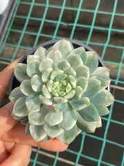 多肉植物　Z6597　ブルーアップル　18株　抜き苗　エケベリア　セダム　アエオニウム　韓国苗　寄せ植え　詰め合わせ