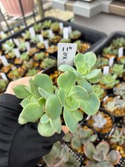 ◇12【現品 発根済み】アリスエブンズ 群生株 多肉 焦げ傷あり - メルカリ