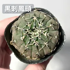 【写真更新】サボテン　ギムノカリキウム　黒刺鳳頭　鉢ごと発送のサムネイル