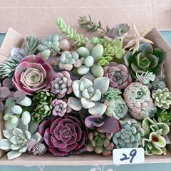 29 多肉植物寄せ植えセット アエオニウム入り - メルカリ