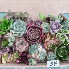 34 多肉植物寄せ植えセットアエオニウム入り - メルカリ