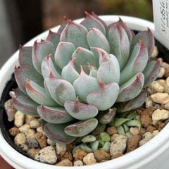 土・日限定販売✨】☆ザラゴーサSPノバ（子株2付き）多肉植物（土