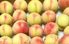 秋田県産 摘果桃(あかつき)約3kgのサムネイル
