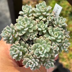 多肉植物 リンダリンダ【抜き苗】 - メルカリ