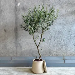 人気品種　大型　美形　オリーブの木　souju　ミッション　10号　テラコッタ鉢植え　ストーンベージュ　受け皿付きのサムネイル
