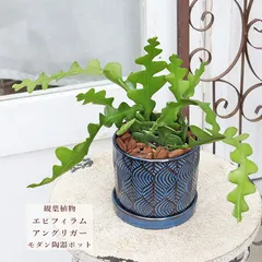 現品販売 観葉植物 エピフィラム アングリガー 陶器ポット モダンblue おしゃれ 個性的 部屋に飾る 室内 インドアグリーンのサムネイル