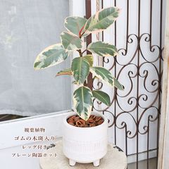フィカス ティネケ 曲がり 2本仕立て らくらくメルカリ便 美品 札付き