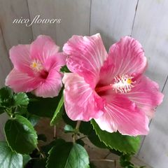 希少♡ラビシア♡レッドベイン♡熱帯植物♡ - メルカリ