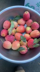 鶏心果 3kg クール便発送 - メルカリ