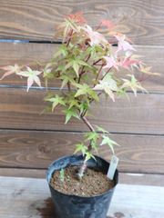 令8年6月23日撮 紅葉実生15年 生 寄植え 小品 BONSAI 送料無料 令8年6月23日撮 紅葉実生15年 生 寄植え 小品 BONSAI 送料無料 - メルカリ