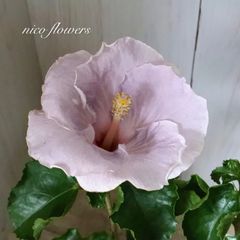 希少♡ラビシア♡レッドベイン♡熱帯植物♡ - メルカリ
