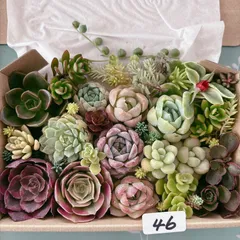 46 多肉植物寄せ植えセット アエオニウム入りのサムネイル