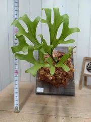A959【新芽展開開始！板付！Mサイズ】ビカクシダ リドレイ 現地球のサムネイル