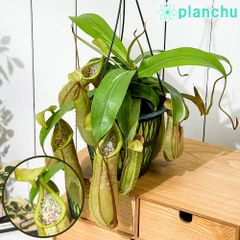 N.veitchii × (lowii ×ventr) ネペンテス 食虫植物 - メルカリ