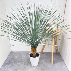ユッカ ロストラータ ランチョンブルー 1【現品】観葉植物 ドライ
