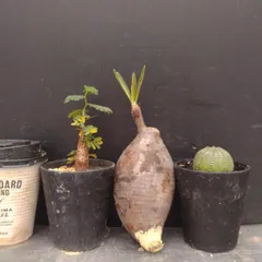 B022 「イベント品」3株セット　P.グラキリス抜き苗・E.オベサ・センナ実生　塊根+多肉植物セット【発根未確認・塊根植物・多肉植物・サボテン】のサムネイル