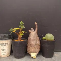 B025 「イベント品」3株セット　P.グラキリス抜き苗・E.オベサ・センナ実生　塊根+多肉植物セット【発根未確認・塊根植物・多肉植物・サボテン】のサムネイル