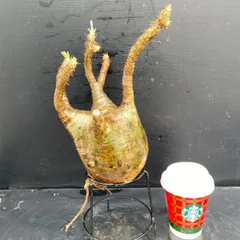 B307 「塊根植物」パキポディウム グラキリス M 抜き苗【最新到着・根切確認済・ P.gracilius・多肉植物・塊根植物】のサムネイル