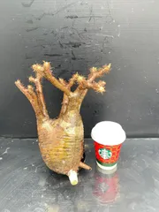 B312 「塊根植物」パキポディウム グラキリス M 抜き苗【最新到着・根切確認済・ P.gracilius・多肉植物・塊根植物】のサムネイル