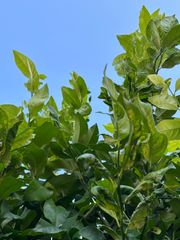 レモンの葉　無農薬　枝付き30枚　らくらくメルカリ便　匿名配送