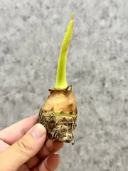 ▽ Alocasia robusta Wild▽ 87 アロカシア ロブスタ(ボルネオジャイアント) ワイルド【PLANET】サトイモ科のサムネイル
