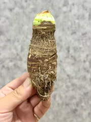 ▽ Alocasia robusta Wild▽ A27 アロカシア ロブスタ(ボルネオジャイアント) ワイルド【PLANET】サトイモ科のサムネイル
